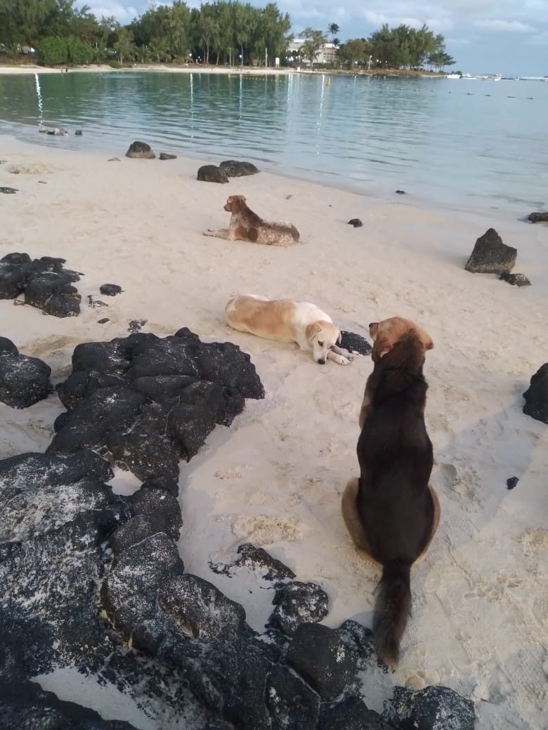 When the Beaches Fell Silent