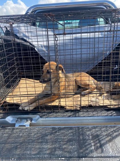 Tan dog lying in a wire cage on a truck bed, chained inside
