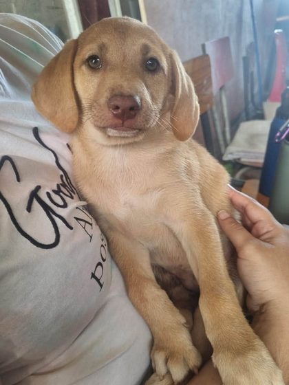 Tan puppy with floppy ears held upright against a person's chest