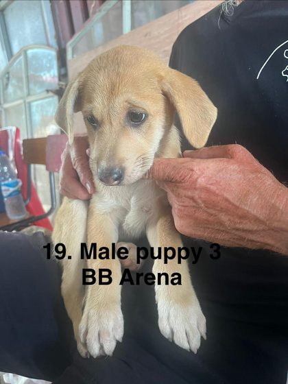 Tan puppy held in a person's arms, with text overlay "19. Male puppy 3, BB Arena