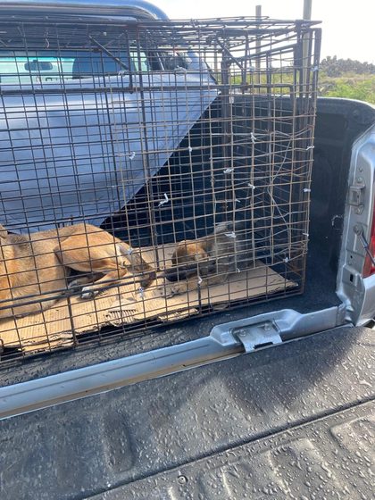 Two dogs inside a wire cage in the bed of a pickup truck
