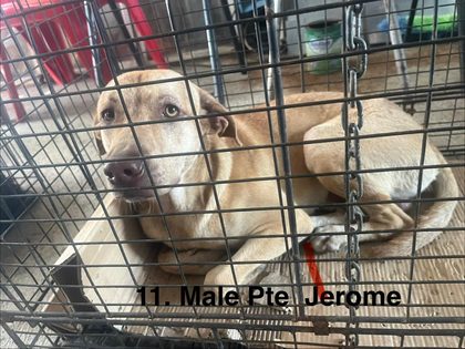 Tan dog lying inside a wire cage with a label reading "11. Male Pte Jerome