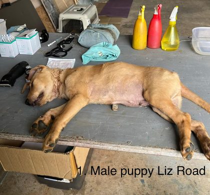 Sedated tan puppy lying on a table after sterilisation surgery, surrounded by medical supplies