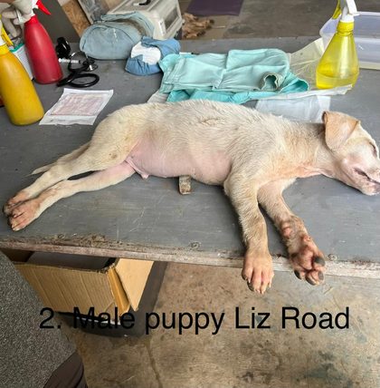 Sedated puppy lying on a table beside medical supplies and a spray bottle