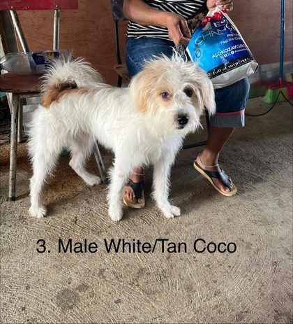 White and tan shaggy dog standing beside a person holding a shopping bag, labeled "3. Male White/Tan Coco