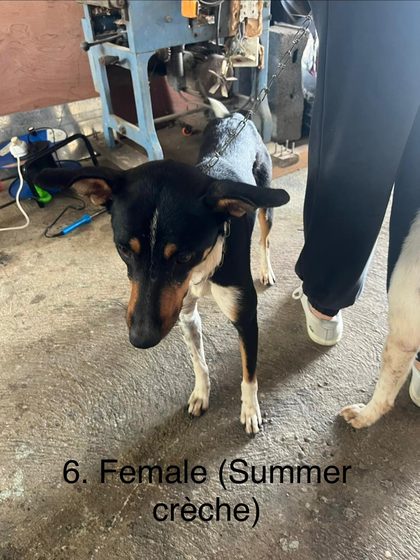 Black and tan dog on a leash standing beside a person's legs in a workshop