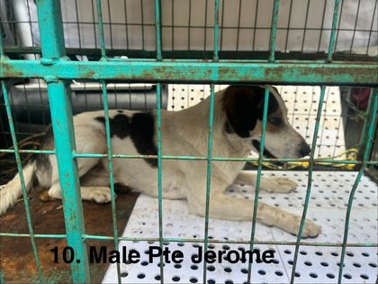 White dog with black ear and back patch lying in a metal cage on a raised platform