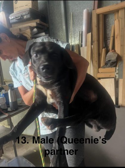 Black and tan puppy held by a person in a workshop with wood and tools in the background