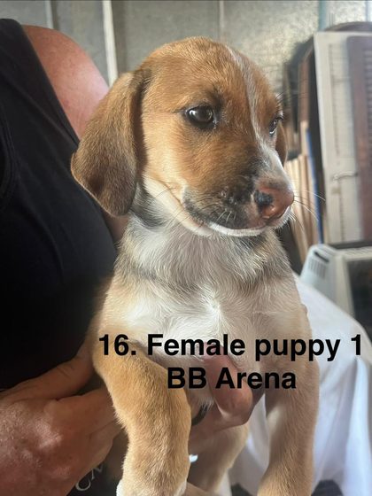 Tan and white puppy held in a person's arms indoors, text overlay reads "16. Female puppy 1 BB Arena