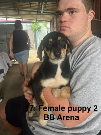 Black and tan puppy held by a young man, with a woman walking in the background