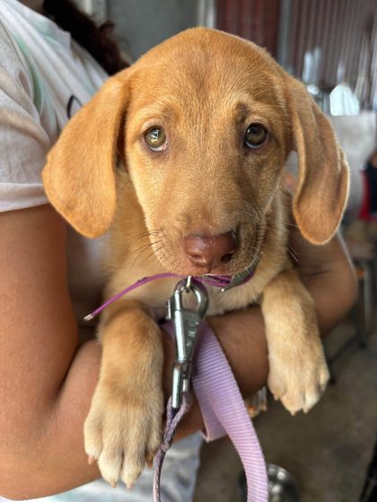 Tan puppy with a purple leash held in a person's arms