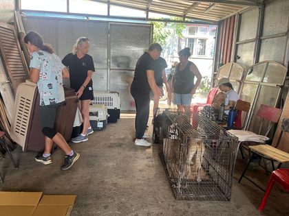 Dog in a wire crate as several people stand near carriers in a garage