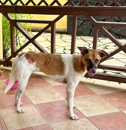Brown and white dog with a bald patch on its side standing on tiled flooring near a wooden fence