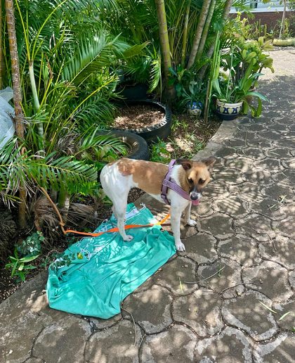 Tan and white dog on a leash standing on a paved path beside potted palms