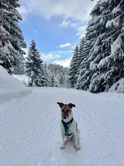 Brown and white dog in a harness sitting on a snowy path lined with snow-covered pine trees