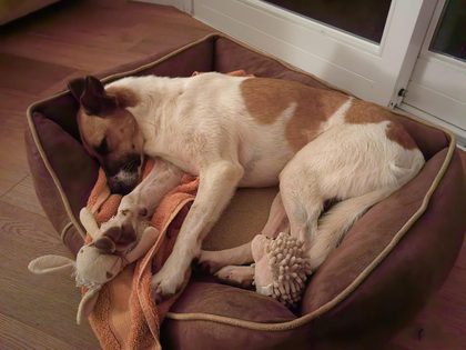 Brown and white dog curled up asleep in a dog bed with a stuffed toy and blanket