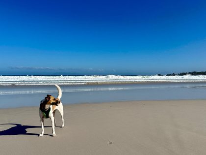 Brown and white dog wearing a harness standing on an empty beach near the surf