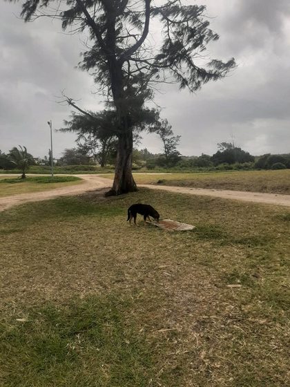Black dog standing in a grassy field beside a tall tree under a cloudy sky