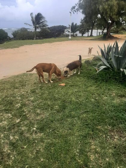 Three dogs on grass near a beach, two eating from the ground and one walking on the sand