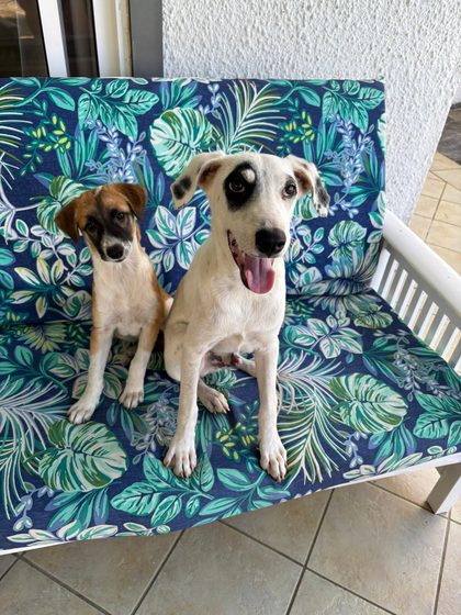 Two dogs sit on a bench with tropical leaf-print cushions on a patio