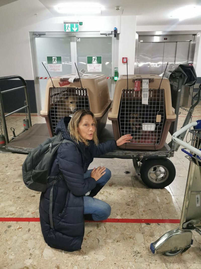 Woman kneeling beside two dogs in travel crates on a cart in an airport terminal