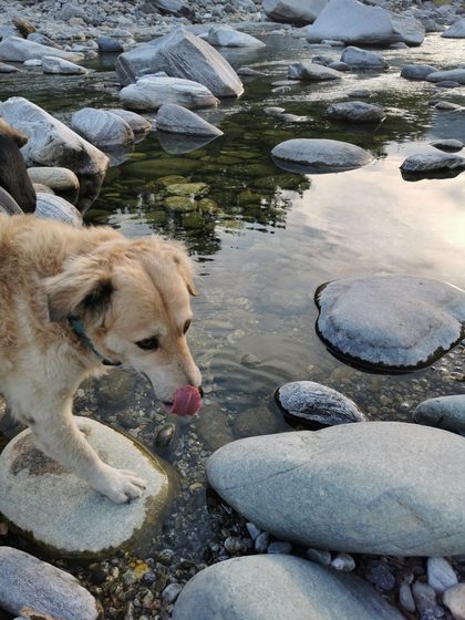 Tan dog with a blue collar drinking from a rocky river, tongue touching the water