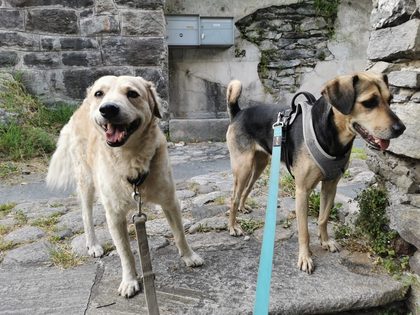 Two leashed dogs stand on a cobblestone path beside a stone wall with mailboxes