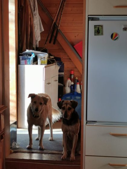 Two dogs stand in a doorway beside a refrigerator, with cleaning supplies visible on shelves behind them