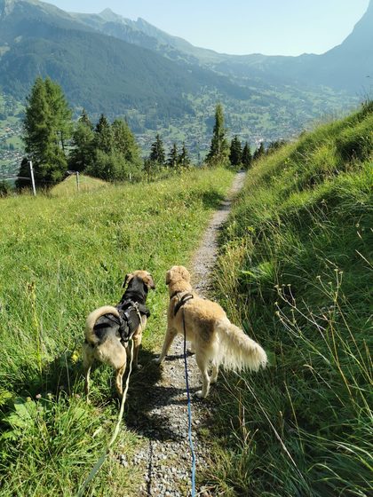 Two leashed dogs on a grassy mountain trail overlooking a green valley and peaks