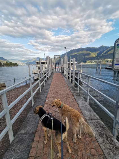 Two leashed dogs stand on a lakeside pier with mountains and boats in the background