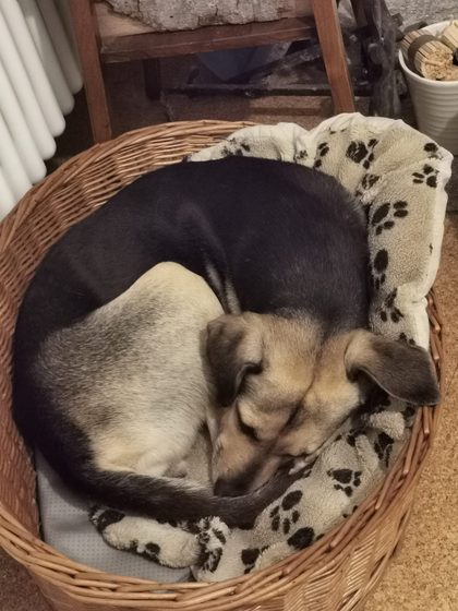 Black and tan dog curled up asleep in a wicker basket lined with paw-print blanket