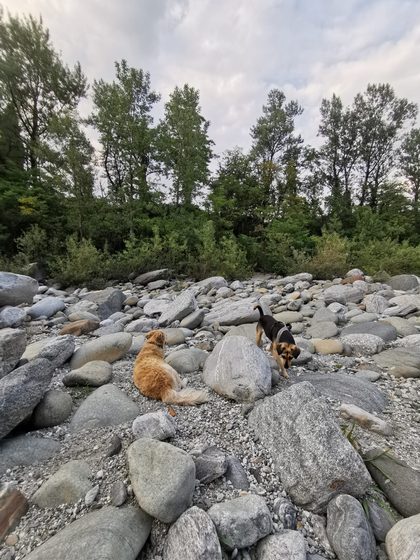 Two dogs on a rocky riverbank with trees lining the background