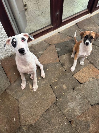 Two puppies, one white with black spots and one tan and white, sitting on a stone patio