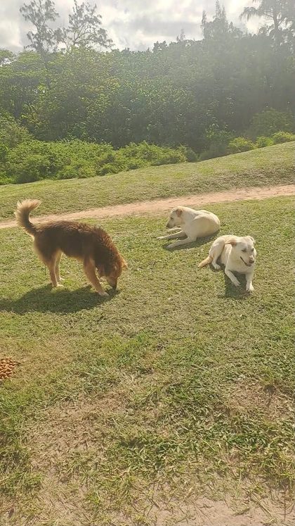 Four dogs eating from a bowl near a picnic table on grass overlooking a bay